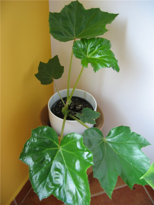 begonija ricinifolia